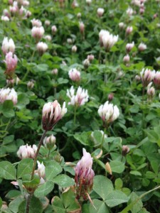 shield clover